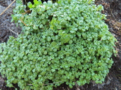 Pilea peploides major