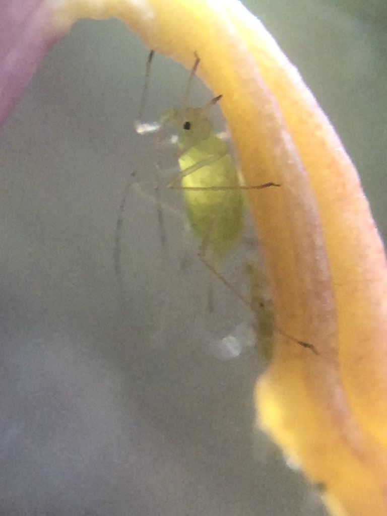 coralroot aphid