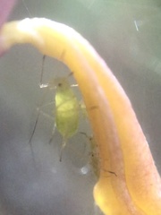 Macrosiphum corallorhizae