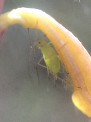 Macrosiphum corallorhizae