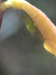 Macrosiphum corallorhizae