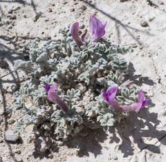 Astragalus phoenix