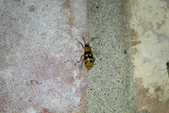 Paranapiacaba connexa