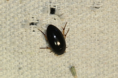Tropisternus quadristriatus