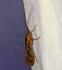 Limnephilus flavastellus