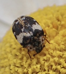 Anthrenus pimpinellae