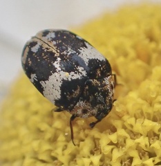 Anthrenus pimpinellae