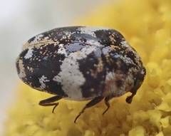 Anthrenus pimpinellae