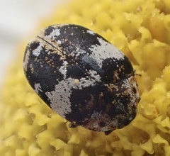 Anthrenus pimpinellae