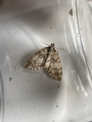 Hydriomena impluviata