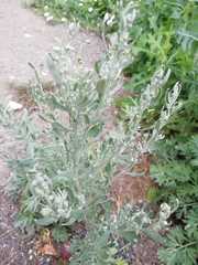 Artemisia absinthium