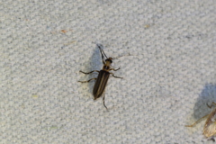 Pseudozonitis labialis