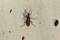 Pyrota tenuicostatis