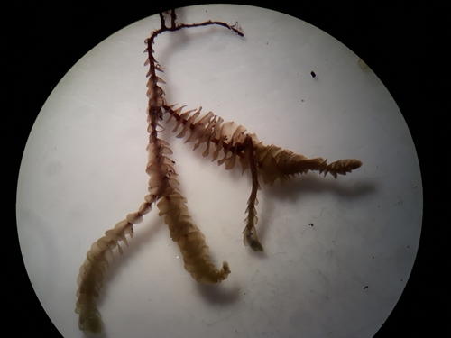 Chiastocaulon