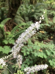 Actaea elata elata