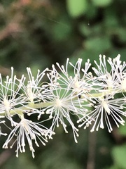 Actaea elata elata