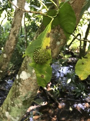 Natalobatrachus bonebergi