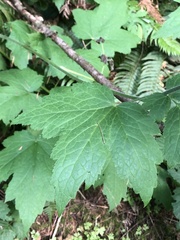 Actaea elata elata