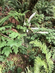 Actaea elata elata