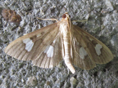 Nosophora semitritalis