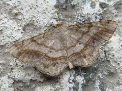 Chiasmia defixaria