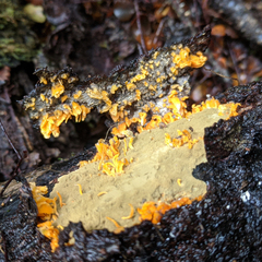 Biscogniauxia capnodes