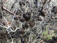 Allocasuarina pusilla