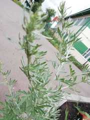 Artemisia absinthium