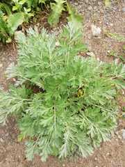 Artemisia absinthium