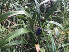 Dianella congesta