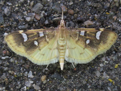 Cotachena alysoni