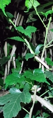Pareas chinensis