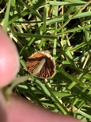 Conocybe apala