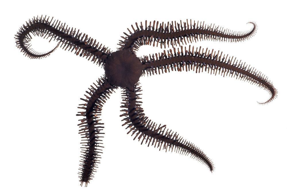 Ophiocomidae