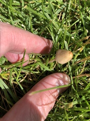 Conocybe apala