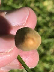 Conocybe apala