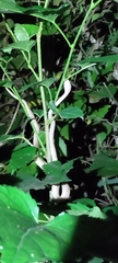 Pareas chinensis