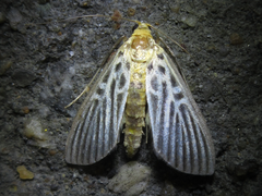 Tyspanodes hypsalis