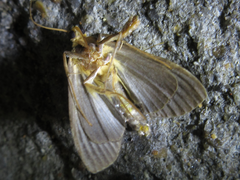 Tyspanodes hypsalis