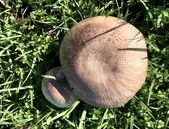 Pseudochitonia