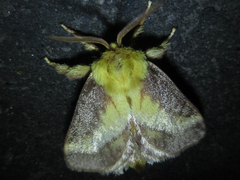 Narosoideus flavidorsalis