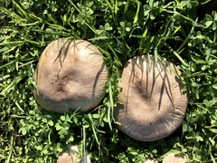 Pseudochitonia