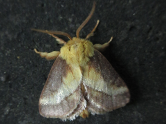 Narosoideus flavidorsalis