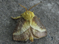 Narosoideus flavidorsalis