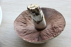 Pseudochitonia