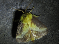 Narosoideus flavidorsalis