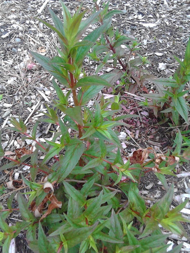 Epilobium ciliatum