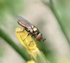 Lejogaster metallina