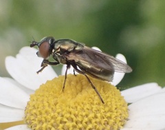 Lejogaster metallina