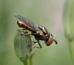 Lejogaster metallina